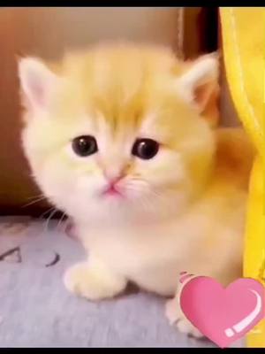 A post by @eric_twh on TikTok caption: The cutest cat.#foryou #cat #cute #kitten #catsoftiktok 