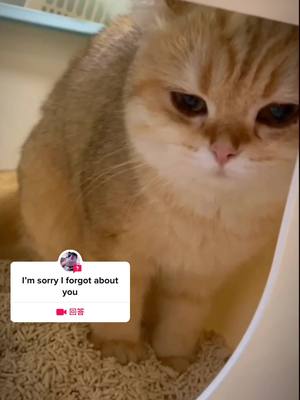 A post by @tshdjgkj on TikTok caption: 来自@tshdjgkj的#问题 Do you love us?if you love us, please change our nest                 #cat #cute #poor #foryou #pet 