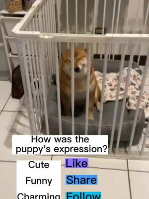 A post by @zkzkdogg.1 on TikTok caption: Is the puppy’s expression charming?#dog #dogsoftiktok #dogcute #funny #doglover 