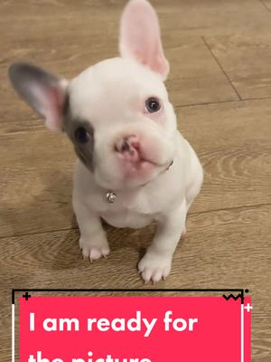 A post by @tinypawsrescues on TikTok caption: clefty foster baby Petey#tinypawsrescue  #cleftyandproud #frenchie #rescuedog 