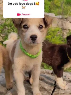 A post by @guolaypet88 on TikTok caption: #answer to @guolaypet88 Do you love they?🥰#cute #fyp #foryou #dogs #puppy #dogsoftiktok #petlover #pet #dog