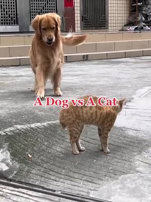 A post by @petpal_uk on TikTok caption: A Dog vs A Cat#tiktok #foryou #dogsoftiktok #goldenretriever 