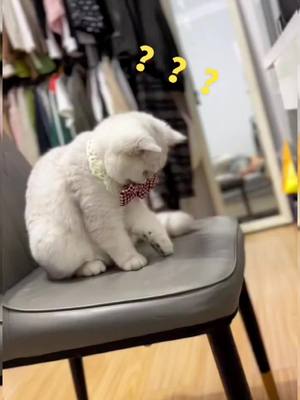 A post by @xiawj789 on TikTok caption: #cat #cats #pet #fyp #fypシ #kitten #kittensoftiktok 