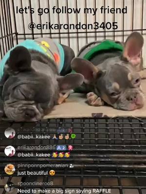 A post by @northaustinhandymans on TikTok caption: follow my #friend #you will find the best #gift for #Christmas @erikarondon3405   🎊🎊🎊🎊🎊🎊🎁🎀🎊🎊🎊🎊🎊🎊 #short #forypupage #foryou #foryouu #foryour #breeder #foryourpage #dog #lifechanging #parati #cutedogs #Love #puppy #frenchbulldog 