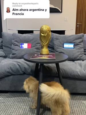 A post by @catnation.mx on TikTok caption: Replying to @anyesthertepet 🇫🇷🏆🇦🇷 Última predicción de CATar 2022 nunca fallo 🐈 #qatar2022 #michi #cat #gato #predicción #argentinafrancia 