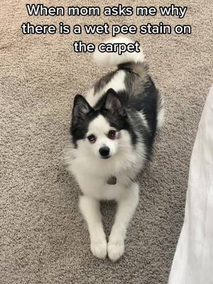 A post by @jax_zhu on TikTok caption: I have nooooo idea how that got there 🫣 #pomsky #TheRealPussinBoots #dogmomlife 