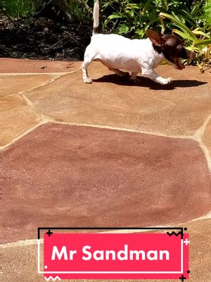 A post by @tinypawsrescues on TikTok caption: Rambo Just doing his strut ♥️#tinypawsrescue #rambo #rescuedog 