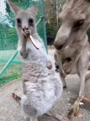 A post by @zuiaibaobei on TikTok caption: #tiktok  #wildlife  #The kangaroo