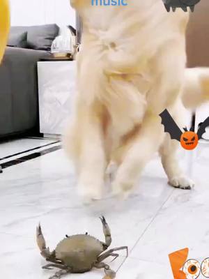 A post by @mmmww86 on TikTok caption: Dogs can also play with prawns.#dogsoftiktok #pet #tkmaxxtalentshow #狗巻棘 