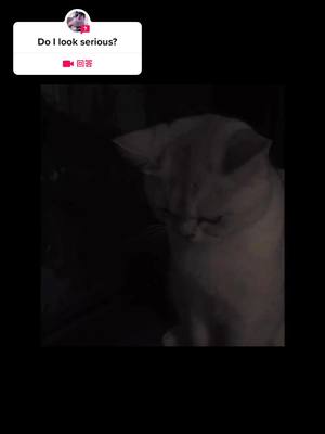 A post by @tshdjgkj on TikTok caption: 来自@tshdjgkj的#问题 #foryou #cat #cute #pet #cure 