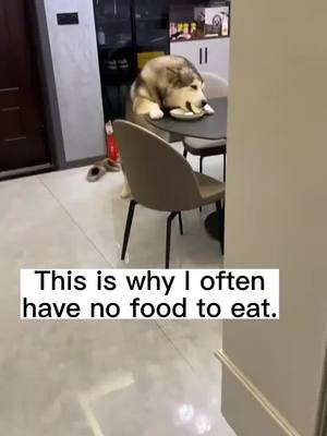 A post by @zkzkdogg.1 on TikTok caption: How to punish a dog sneaking food from my plate?#dog #dogsoftiktok #doglover #funny #funnyvideos #funnyscene 