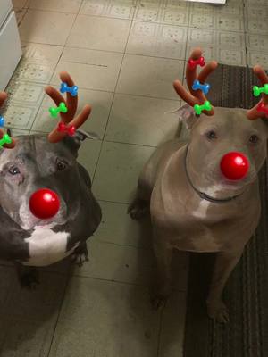 A post by @mommasmith5880 on TikTok caption: #fyp #rudolph #pitbull #hershelandkenny #fatherandson