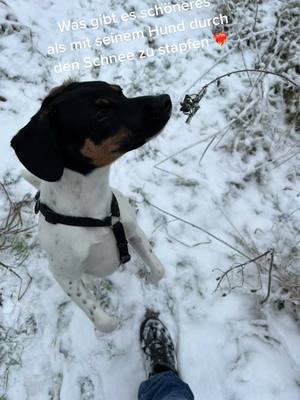 A post by @kuehnau.werbung on TikTok caption: Mein Hund Jack ❤️. #foryou #foxterrier #tiere #winter 