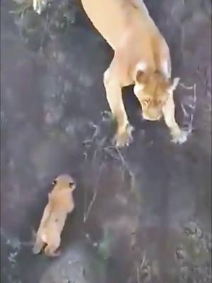 A post by @wildanimalslife on TikTok caption: #wildlife #wildanimal #wildanimals #animals #babyanimals #killers  #animalvideos #leopard #lion #tiger #hyena #wildanimalslife 