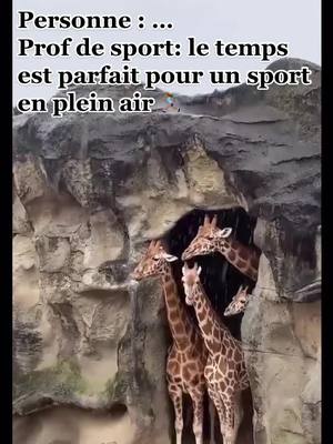 A post by @prettyhoneygirl on TikTok caption: #meme #drole #fyp #fypシ #fy #fup #comic #mdr #rire #trending #viral #sport