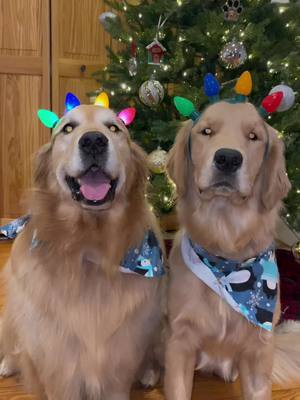 A post by @bandanajax on TikTok caption: May your christmas be GOLDEN & bright 🎄💛💚❤️#goldenretriever 