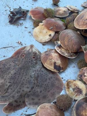 A post by @morganwood74 on TikTok caption: Love seeing these little guys lol #maine #ocean 