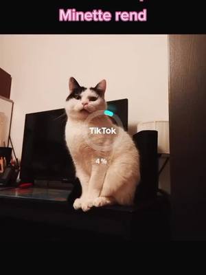 A post by @joyhappytrue on TikTok caption: #minette #chat #chatdrole #pourtoi #chats #abonnetoi #10000 #10k