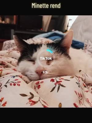 A post by @joyhappytrue on TikTok caption: #calin #minette #mignonerie #chatdrole #pourtoi #chats #abonnetoi #10k #10000 #chatmignon #ai