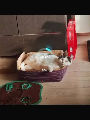 A post by @joyhappytrue on TikTok caption: #ai #chatmignon #10000 #10k #abonnetoi #pourtoi #chatdrole #chats #mignonerie #chat