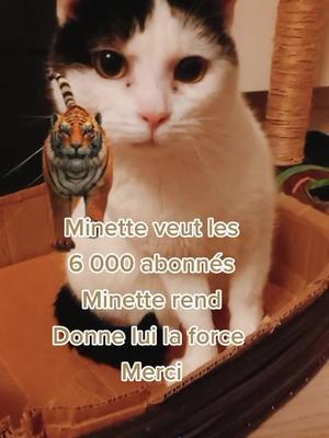 A post by @joyhappytrue on TikTok caption: #minette #10000 #10k #abonnetoi #mignonerie #chatdrole #chats #chat #pourtoi #top5