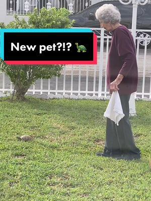 A post by @abuelita305 on TikTok caption: Adorable 🫠🫠 Abuelita and a new pet 😂😂😂😂😂. What do we feed it?!                                             #abuelita #petturtle #laugh #grandmasoftiktok #turtle #grandmasoftiktok #fyp 