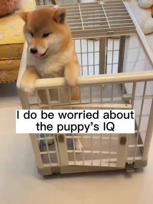 A post by @zkzkdogg.1 on TikTok caption: I am really worried about the puppy’s IQ…#dog #dogtiktok #puppy #cute #funny 