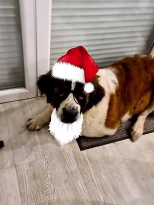 A post by @rachelvogt57 on TikTok caption: #pourtoi #saintbernard #chien #noel #fete #chills