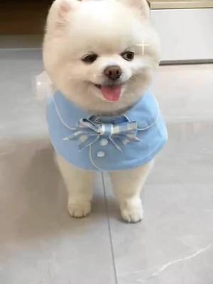 A post by @adorablelife3 on TikTok caption: #dog #cutedog #cute #fyp #foryou 