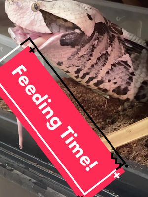 A post by @scalesandthings on TikTok caption: Bundy getting his feeding time!  . . . ,   #for #foryou #foryoupage #fyp #zoo #reptile #cute #lol #pets #animals #PetsOfTikTok #deadlygames #venom #fypage #deadlyamerica #venomous #venomoussnake #deadly #snake #snakes #venomoussnakes #bitis #bitisgabonica #bitisrhinoceros #fanggang #fangs #bundy #serialkiller 