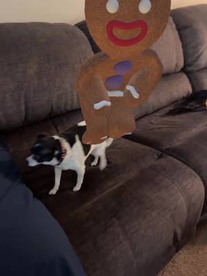 A post by @k33sa78 on TikTok caption: #dogs #gingerbread #christmas #fyp #foryourpage #fun #smile #dogsoftiktok #doglife 