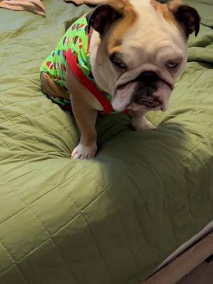 A post by @oaklandtakesover on TikTok caption: #christmaspjs #target #bulldog 