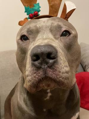 A post by @capoandcali_ on TikTok caption: Merry Christmas everyone✨🎄❤️ #foryoupage #fyp #americanbully #dogsoftiktok #puppiesoftiktok #dog #puppy #dogsvideo #viralvideo #viral #merrychristmas #christmas 