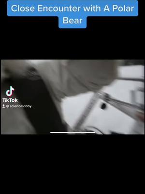 A post by @sciencelobby on TikTok caption: #science #sciencechannel #polarbear #polarbears #viral #foryou #fypviral 