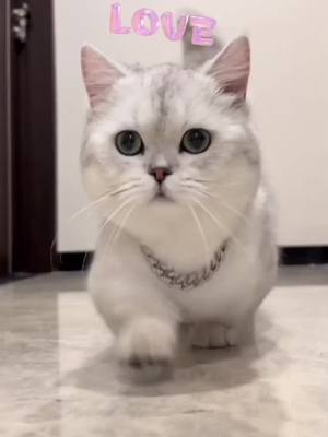 A post by @davidcarde5686 on TikTok caption: Super handsome#cat #catsoftiktok #cats #catloversoftiktok 