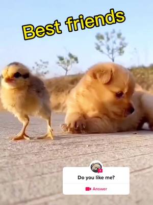 A post by @cyy19648sjq on TikTok caption: #question from @cyy19648sjq #pet #fyp #cute #fypシ #dog #bestfriend #puppy #funny 