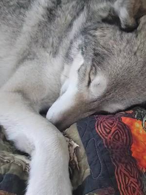 A post by @logan_and_kai on TikTok caption: Hi all! We took some time away from social media as life got very busy and hectic. We will probably only be posting occasionally from now on. However my Instagram stays a bit more active if you want to see more of this snuggle bug! Sending all of you love and warm cuddles❤️#wolfdog #cuddles #mybaby #snuggles 