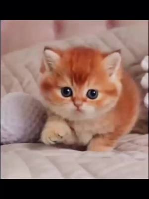 A post by @eric_twh on TikTok caption: Look at me.#fyp #cat #cute #kitten #catsoftiktok 