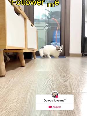 A post by @cyy19648sjq on TikTok caption: #question from @cyy19648sjq #pet #cute #fyp #fypシ #cat #foryou #bestfriend #funny 