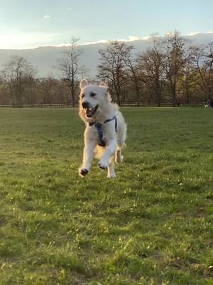 A post by @charlietheflufferpuffer on TikTok caption: When you’re born for this song #ReasonForBooking #goldenretriever #dog #fyp 