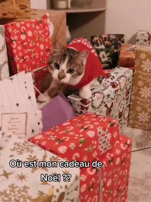 A post by @gaspard_babycat on TikTok caption: Premier Noël de Gaspard 🎄🎅🎁 #chaton_mignon #foryou #fyp #catlover #catsoftiktok #cats 