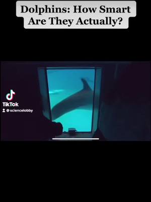 A post by @sciencelobby on TikTok caption: #science #sciencechannel #dolphins #dolphin #animals #viral #foryou #fypviral 