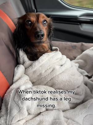 A post by @nemotripawdsausag on TikTok caption: #threeleggeddachshund hes such a vibe #popular #youwillbepopular 