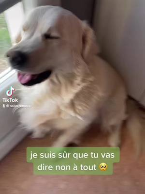 A post by @naiko.retriever on TikTok caption: désolé pour labsence les amis ❤️#fyp #GenshinImpact32 #pourtoi #stikr 