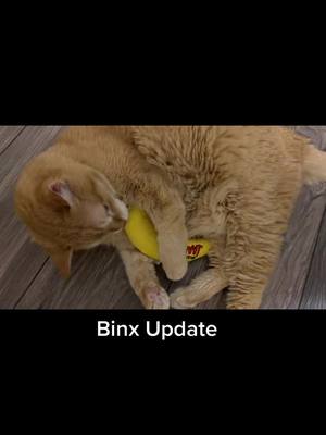 A post by @binxie_and_oliver on TikTok caption: Back to the vet tomorrow. Sigh.  Wish I knew what was wrong.  Good news is he’s still eating but vomiting and lethargy is back. #gingercat #ckd #seniorcat