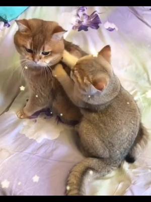 A post by @davidcarde5686 on TikTok caption: Cute kitty#cute #gatitos #petlover #catlover 