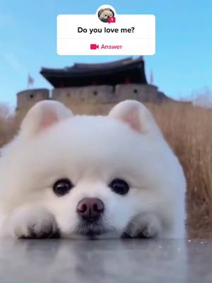 A post by @cyy19648sjq on TikTok caption: #question from @cyy19648sjq #pet #cute #fyp #fypシ #foryou #bestfriend #puppy #dog #doyouloveme 