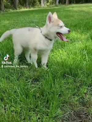 A post by @whiskey_the_huskyy on TikTok caption: #whiskeythehuskyy #huskylife #huskypup #husky #huskysoftiktok #doglife #huskysiberiano #showusyourpetchallenge 