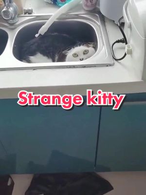 A post by @quit_cats_center on TikTok caption: The strange behavior of the kitten #catsoftiktok #kittygod_cn #hunny #humor