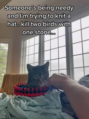 A post by @missys20 on TikTok caption: #cats #catsoftiktok #kitty #knitting #loomknitting 